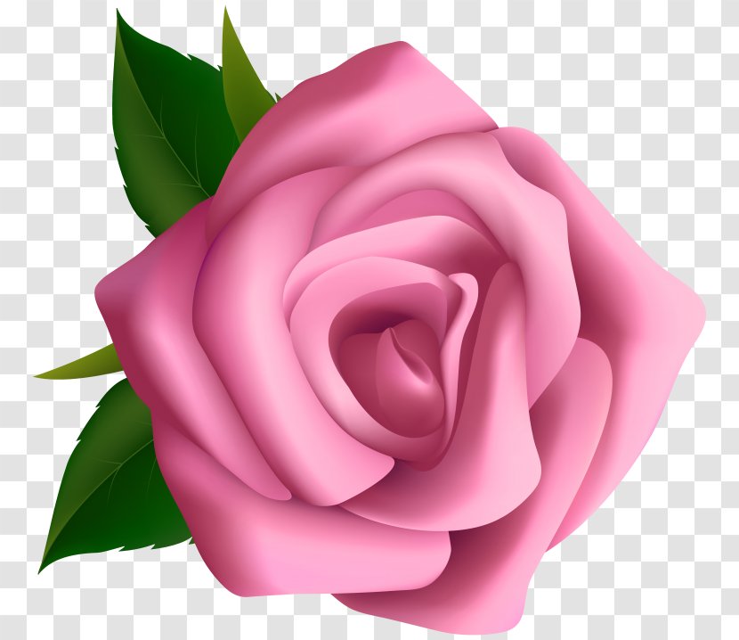 Clip Art Garden Roses Openclipart Image - Flowering Plant - Rose Transparent PNG