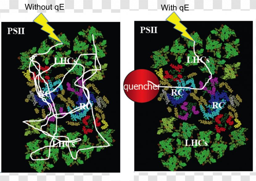 Non-photochemical Quenching Chlamydomonas Reinhardtii Photosystem II Chlorophyll Fluorescence - Photosynthetic Efficiency Transparent PNG