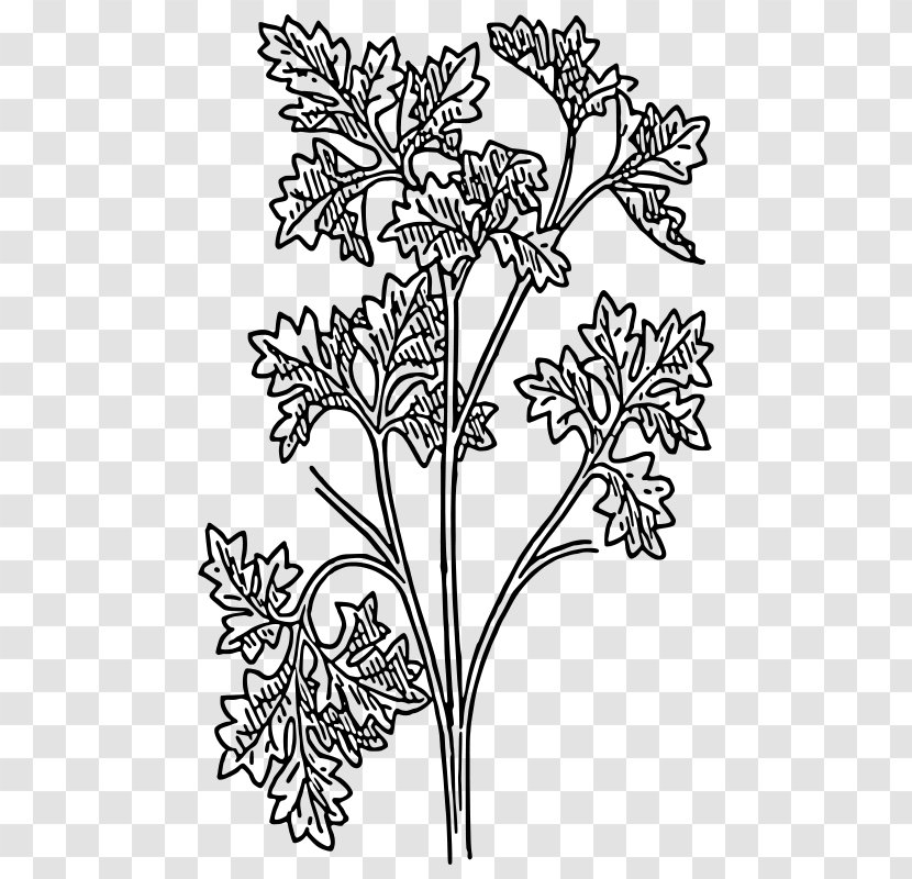 Parsley Drawing Herb Clip Art - Monochrome - Plant Transparent PNG