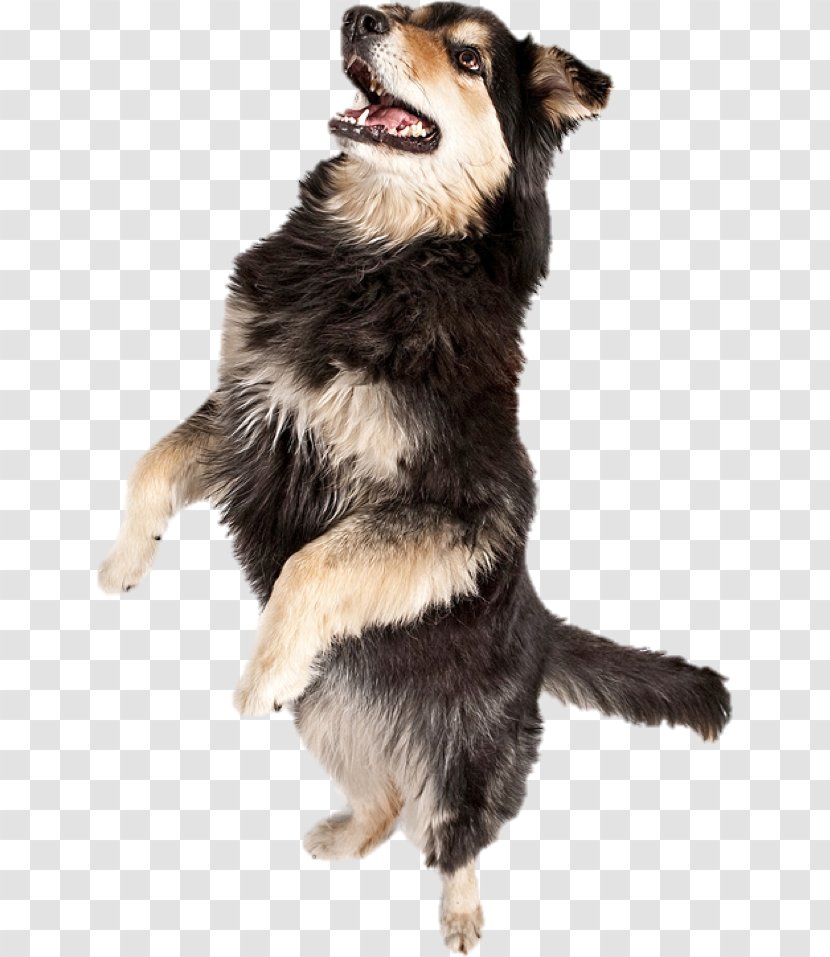 Australian Shepherd Dance Musical Canine Freestyle We No Speak Americano - Watercolor - Frame Transparent PNG