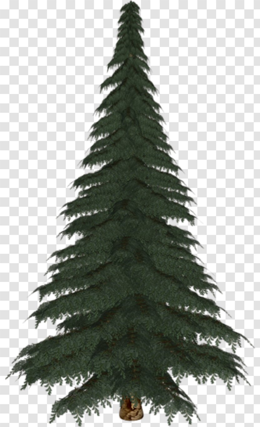 Spruce Fir Pine Christmas Tree Ornament - Drawing Transparent PNG