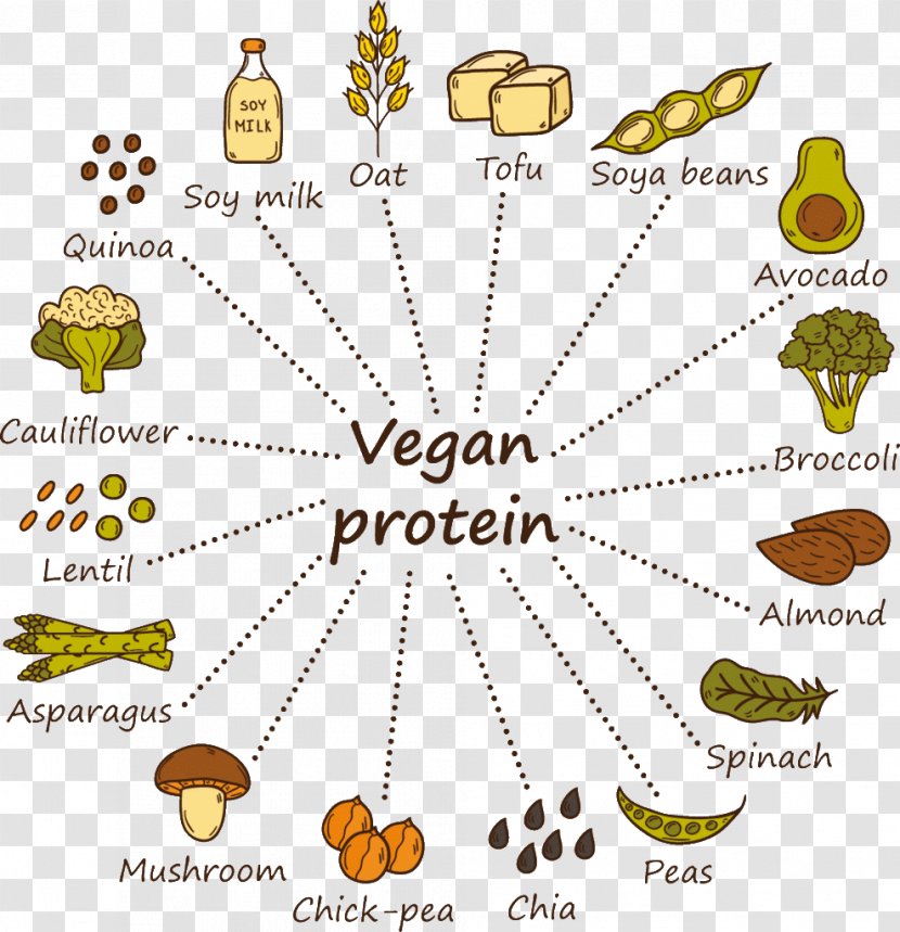 Vegetarian Cuisine Soy Milk Protein Veganism Vegetarianism - Diagram - World Vegan Day Transparent PNG
