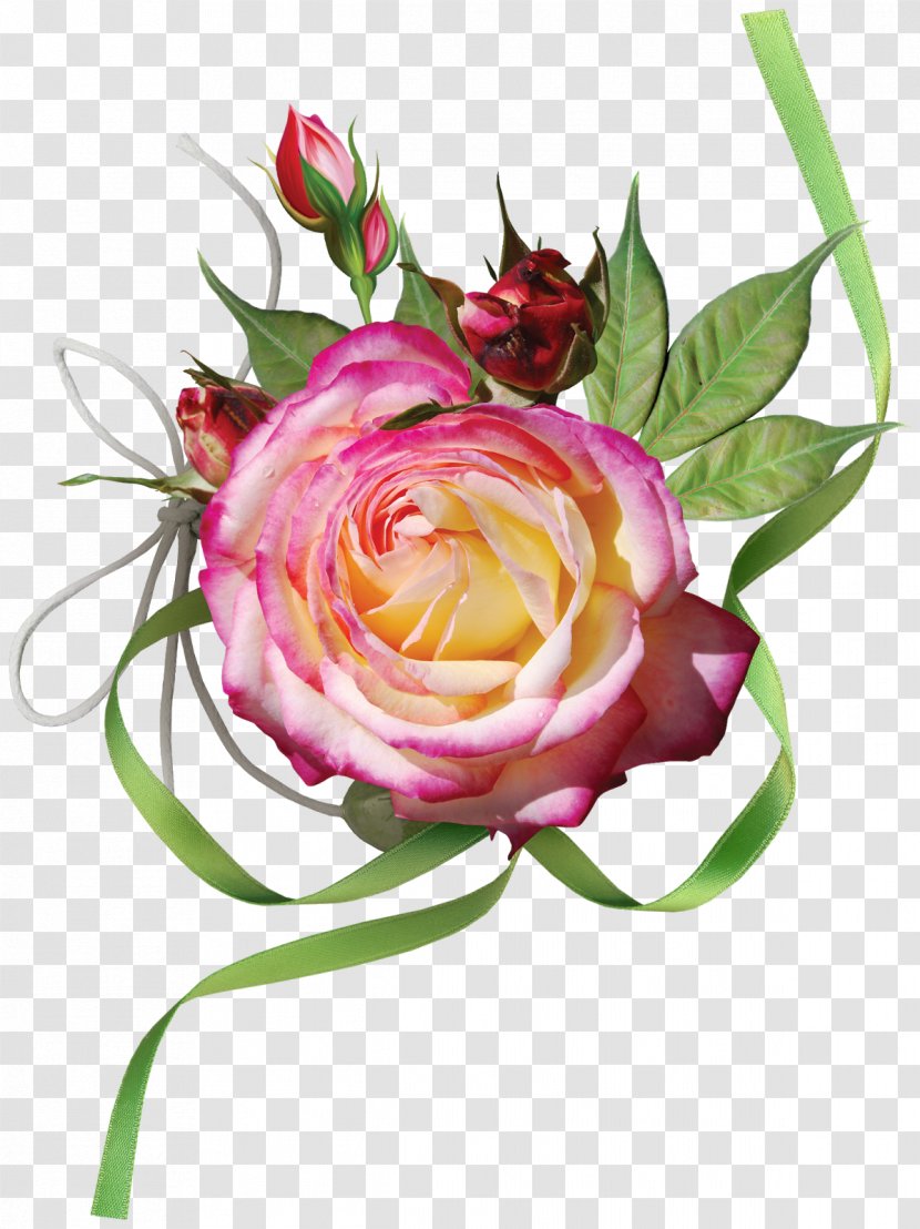 Pink Garden Roses - Flower - Rose Transparent PNG