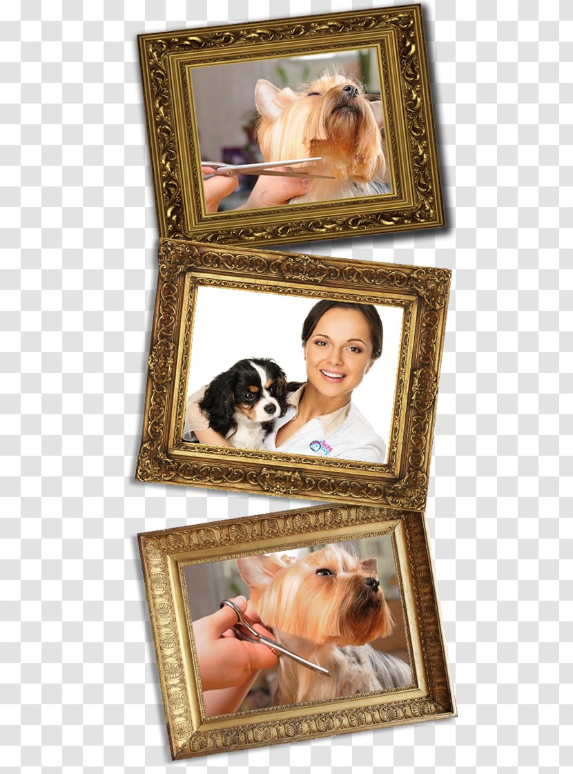 Dog Breed Zénaïde Embroidery Collage - Picture Frames - Lucky Transparent PNG