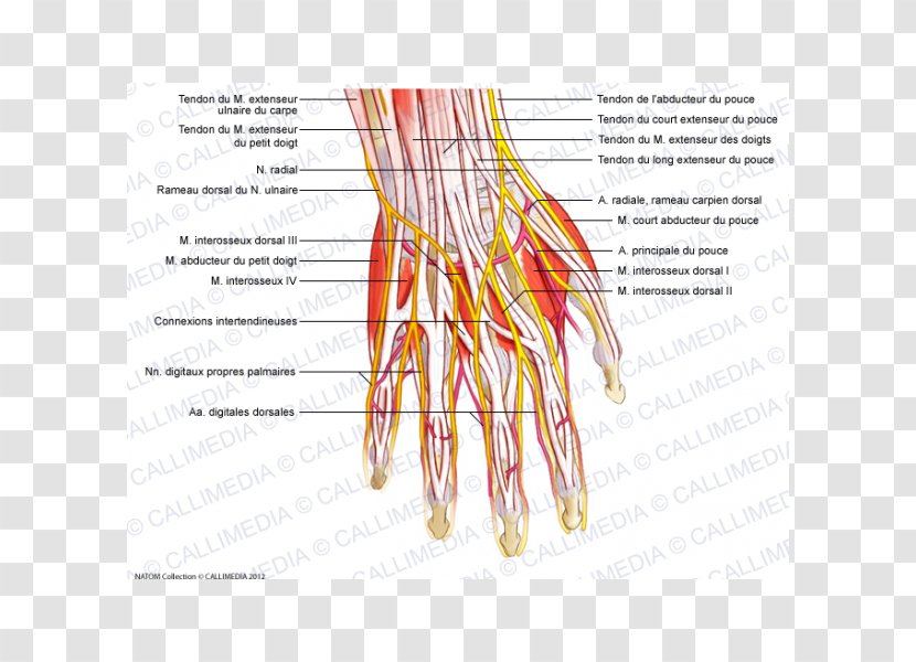 Finger Nerve Nervous System Human Anatomy Blood Vessel - Heart - Hand Transparent PNG