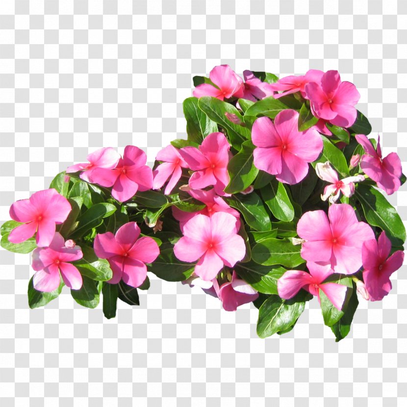 Pink Flowers Petal - Family Transparent PNG