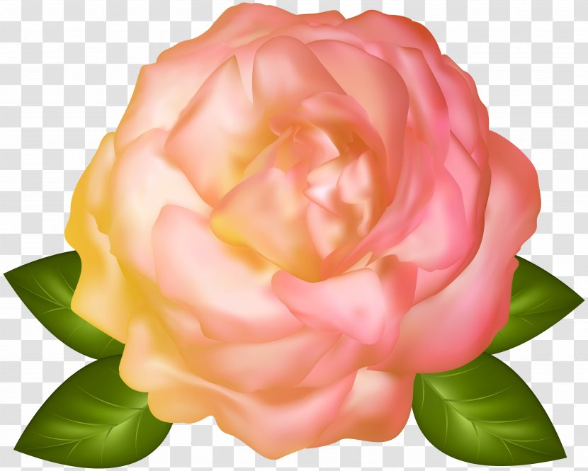 Garden Roses Flower Centifolia Floristry - Flowering Plant - Beautiful Yellow Rose Transparent Image Transparent PNG