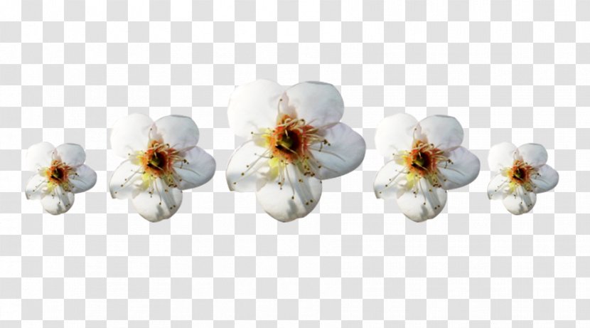 Petal Apyu017eiedis Flower Designer - Spring - Pear Petals Corolla Picture Material Transparent PNG