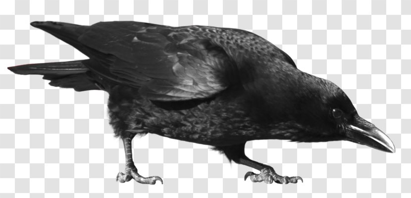 Crow Clip Art - Wildlife Transparent PNG