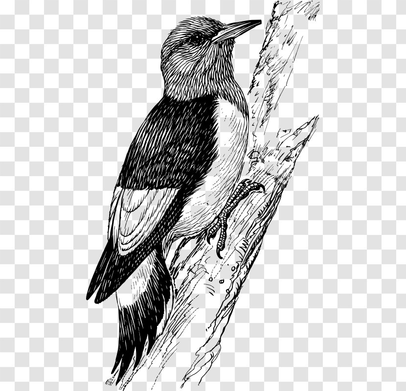Downy Woodpecker Bird Penguin Clip Art Transparent PNG