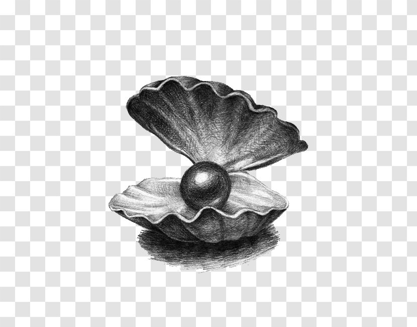 Pearl Drawing Illustration - Monochrome - Shell Transparent PNG