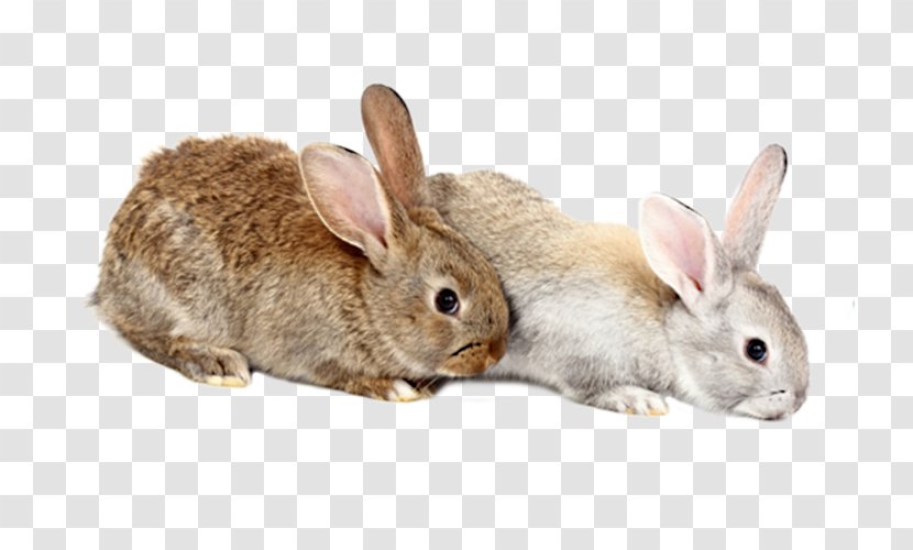 Domestic Rabbit European Hare Clip Art - Rabits And Hares - Two Rabbits Transparent PNG