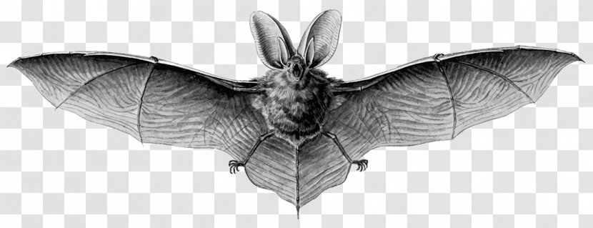 Brown Long-eared Bat Northern Myotis Grey Lesser - Longeared - Bats Transparent PNG