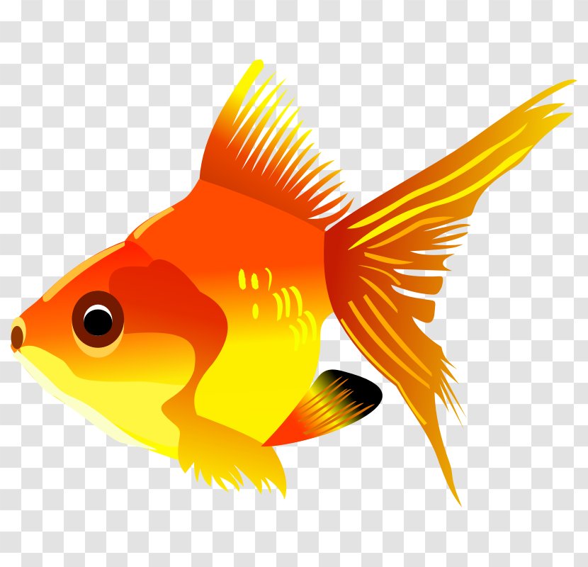 Carassius Auratus Fish Clip Art - Fauna - Free Images Transparent PNG