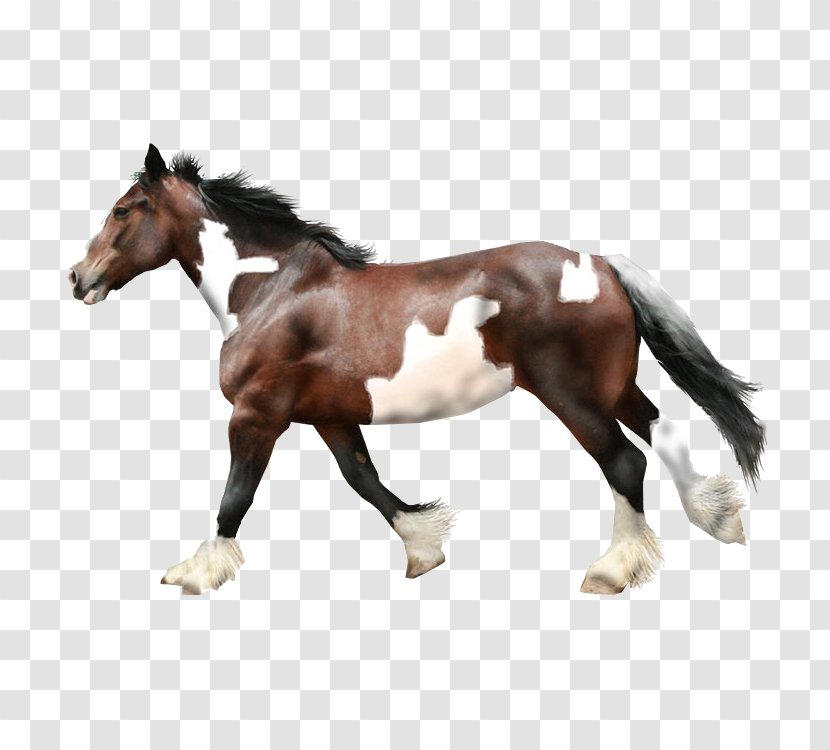 Horse Stallion - Tack - Running Transparent PNG