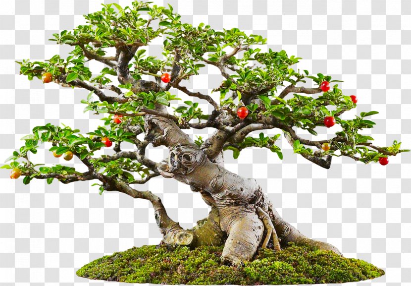 Yixing Sageretia Theezans Bonsai Tree - Penjing - Stump Transparent PNG