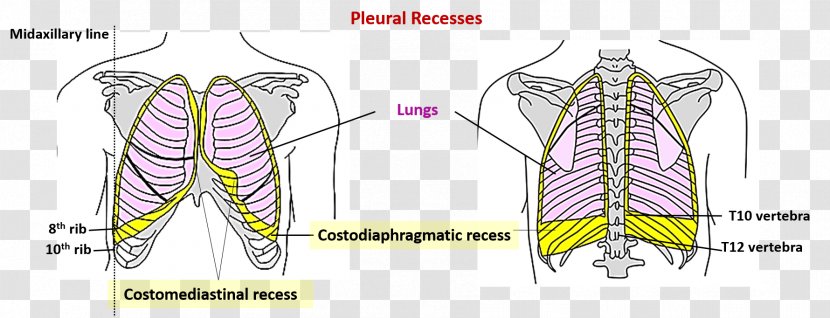 Muscle Cartoon Character Anatomy - Glands Transparent PNG