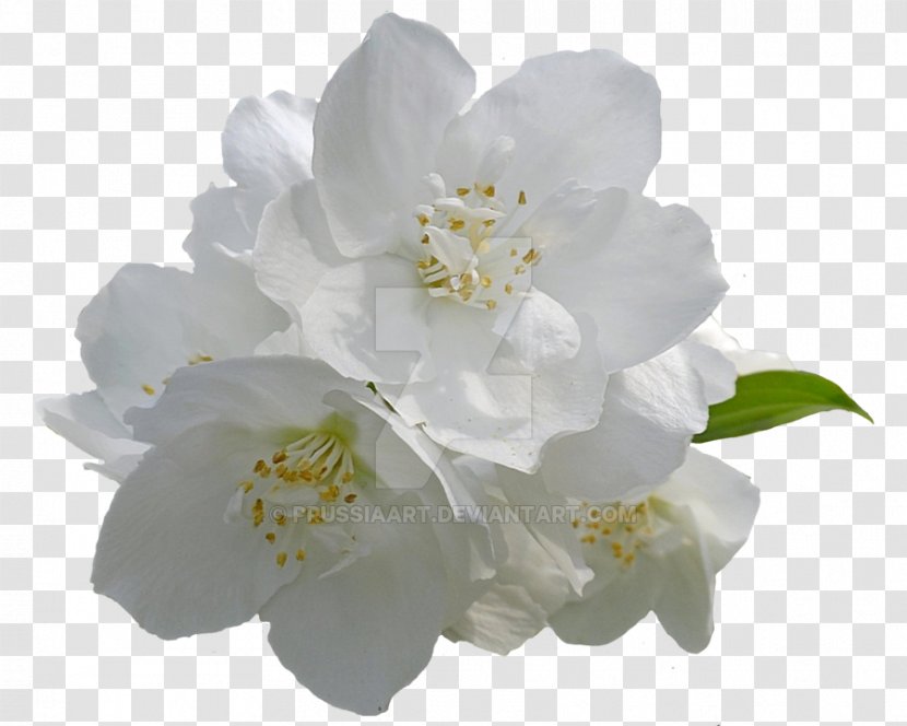 Flower Arabian Jasmine Desktop Wallpaper Clip Art - Rose Family - White Transparent PNG