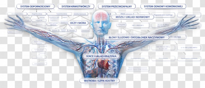 Muscle Anatomy Human Body Physiology Muscular System - Silhouette - Grafika Transparent PNG