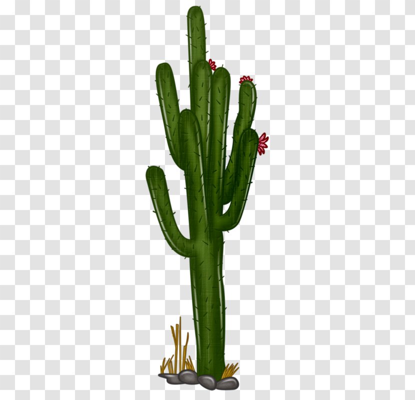 Clip Art Cactus Vector Graphics Drawing - Flowering Plant - Saguaro Border Transparent PNG