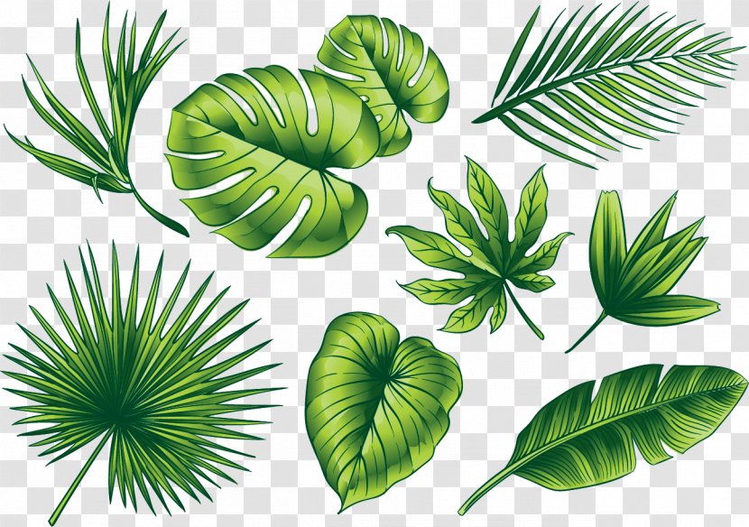 Euclidean Vector Leaf Illustration - Tree - Green Leaves Transparent PNG