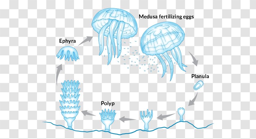 Jellyfish Immortality Marine Invertebrates Sea Reproduction - Cartoon - Leather Turtle Life Cycle Transparent PNG