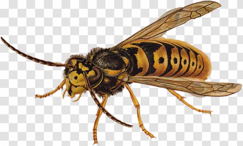 Characteristics Of Common Wasps And Bees Insect Pest - Paper Wasp Transparent PNG