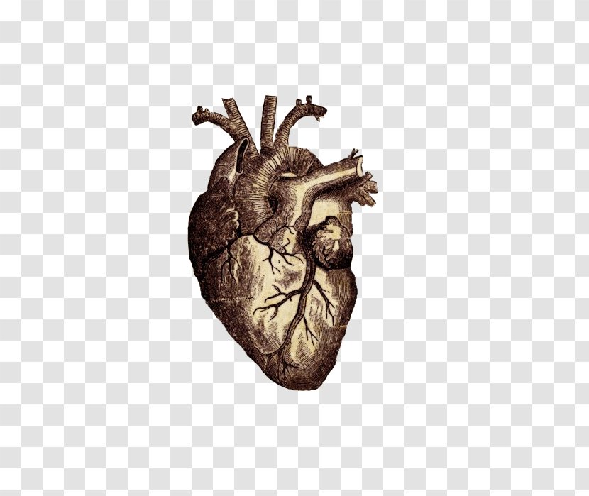 Vitruvian Man Heart Human Anatomy Body - Watercolor - Copper Transparent PNG