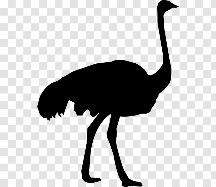 Common Ostrich Clip Art Silhouette Vector Graphics - Emu - Fern Transparent PNG