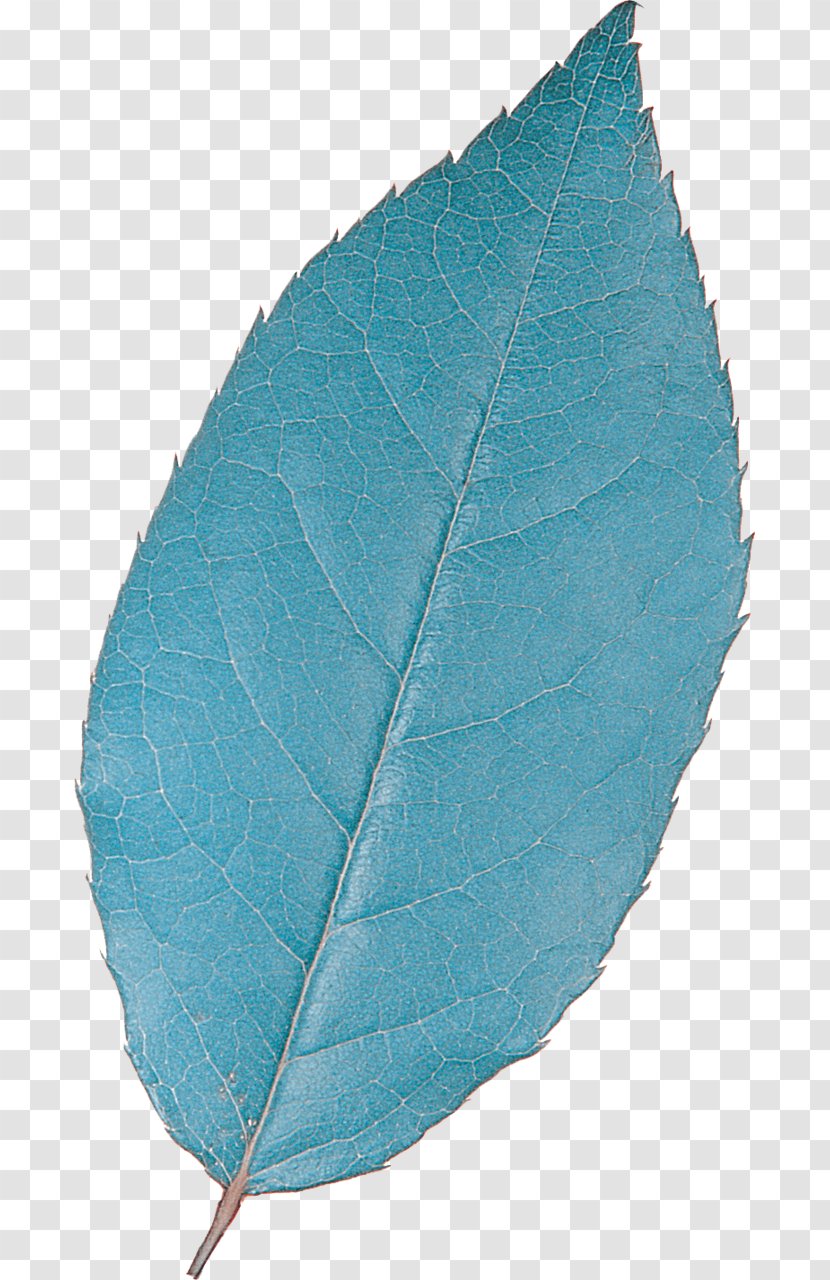 Turquoise Teal Leaf Plant Microsoft Azure - Leaves Transparent PNG