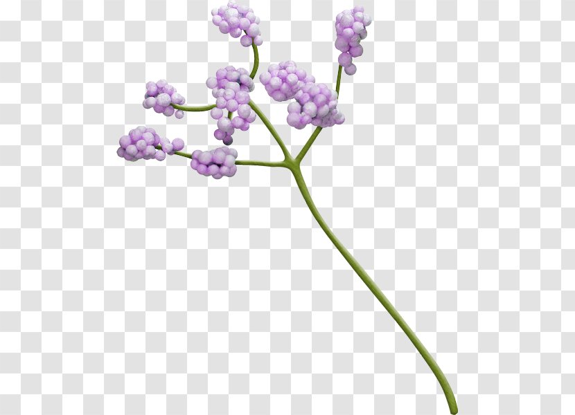 Blue English Lavender - Plant Stem - Lilac Transparent PNG