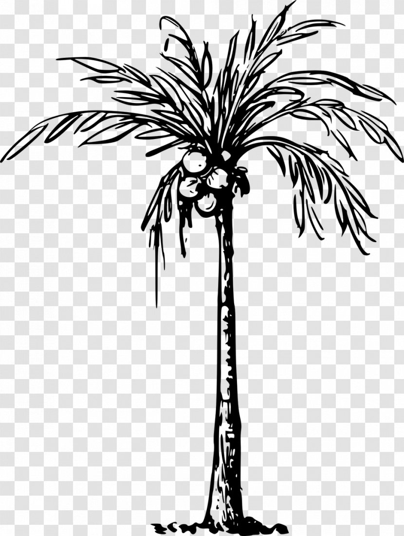 Coconut Arecaceae Drawing Clip Art - Tree Transparent PNG