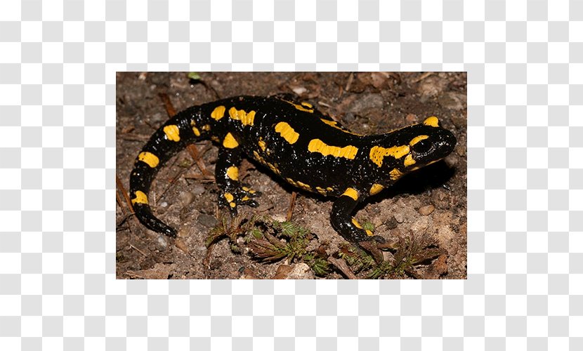 Fire Salamander Newt Spotted Europe - Amphibian Transparent PNG