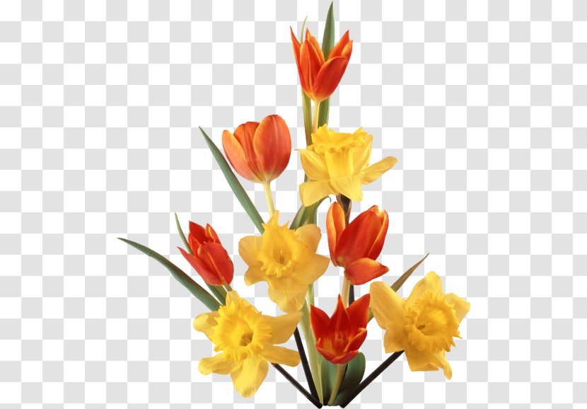 Daffodil Tulip Clip Art - Plant Transparent PNG