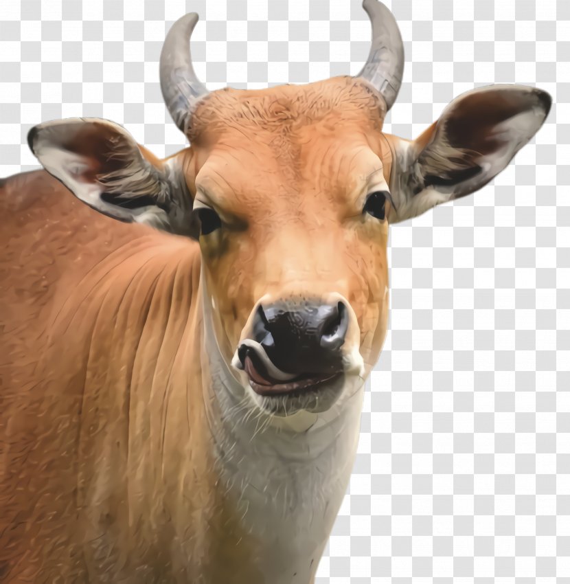 Horn Bovine Wildlife Snout Cow-goat Family - Livestock - Bongo Transparent PNG