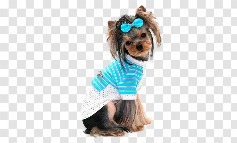 Yorkshire Terrier Pet Puppy Chihuahua - Toy Dog Transparent PNG
