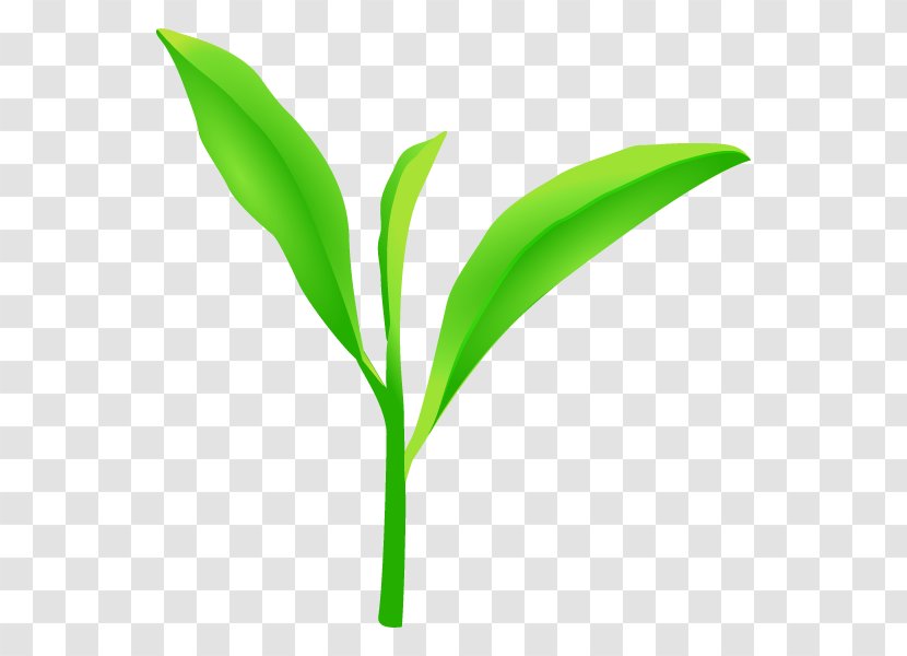 Green Tea Leaf Illustration Plants - Plant Stem Transparent PNG