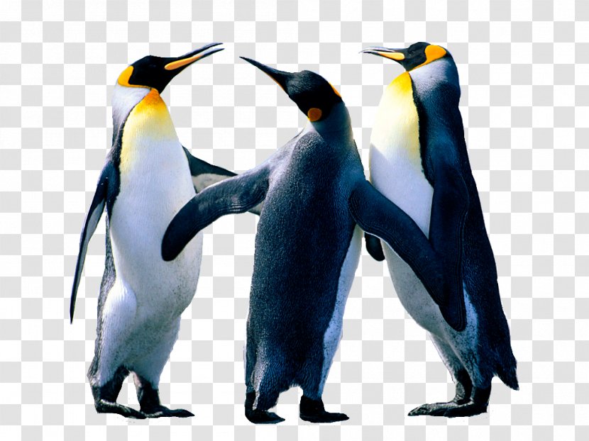 Desktop Wallpaper Oyster Bay Computer Software - Bird - Penguin Transparent PNG