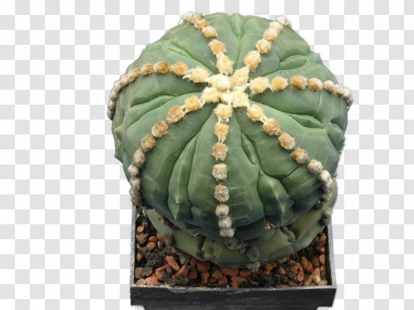 Astrophytum Asterias San Pedro Cactus Myriostigma Ornatum Cactaceae - Hedgehog - Sansevieria Transparent PNG