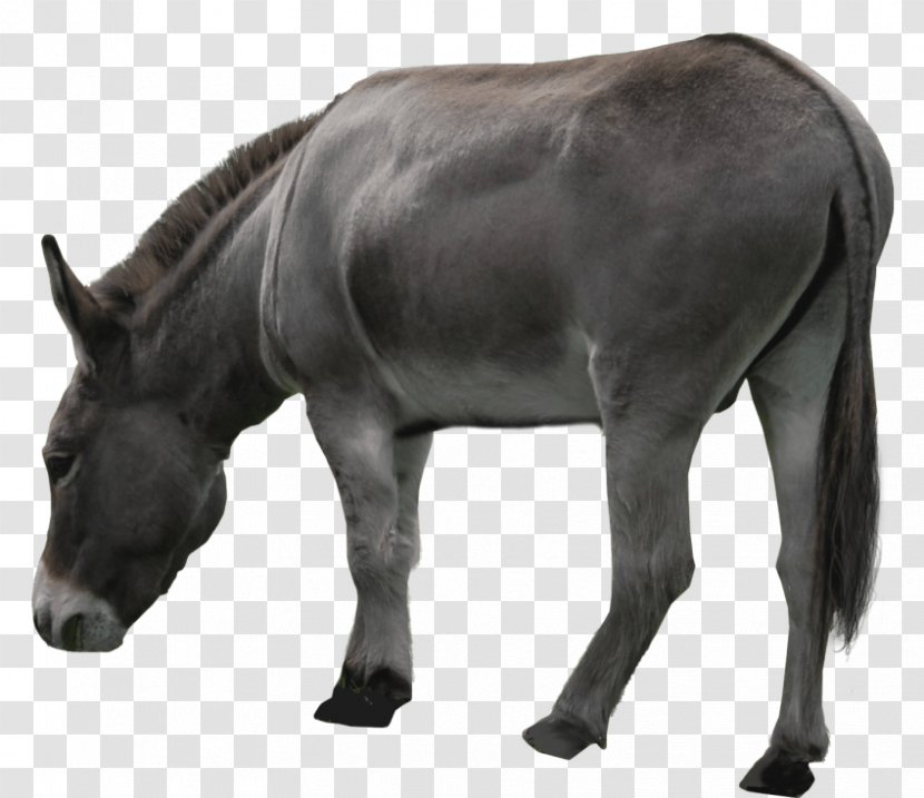 Donkey Aasi Mule - Mustang Horse Transparent PNG