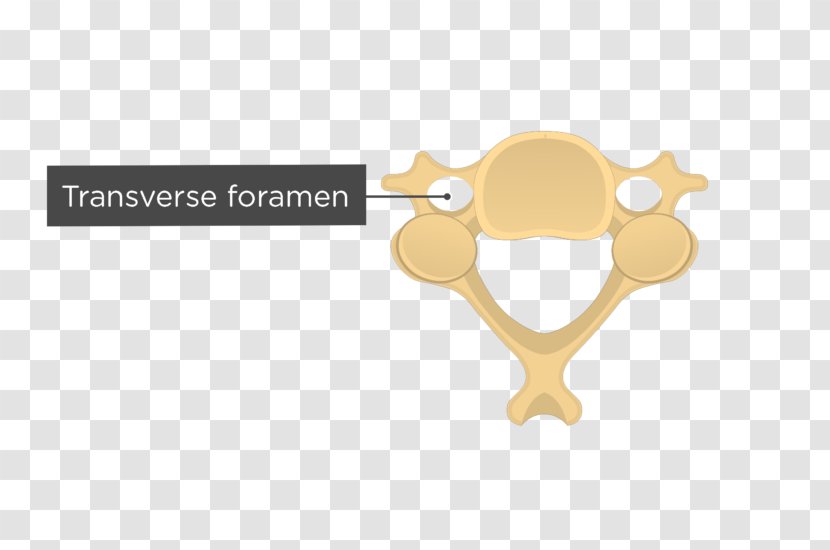 Cervical Vertebrae Vertebral Column Articular Processes Intervertebral Foramen - Arch - Anatomy Transparent PNG