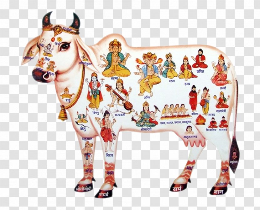 India Hinduism - Gomutra - Livestock Amusement Park Transparent PNG