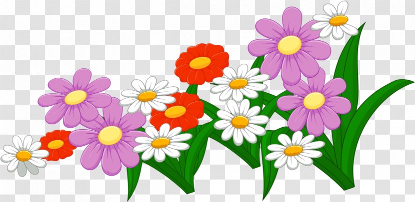 Flowers Background - Flower - Mayweed Daisy Transparent PNG