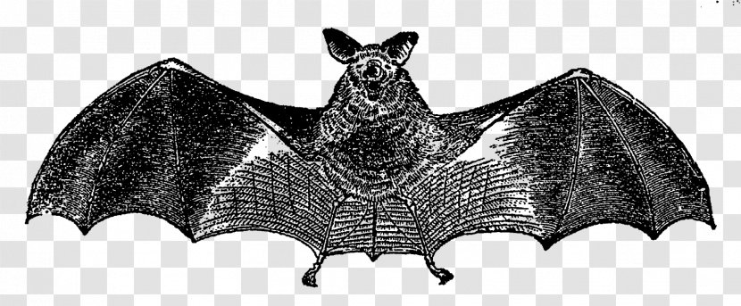 Bat Clip Art - Horror - Vampire Transparent PNG