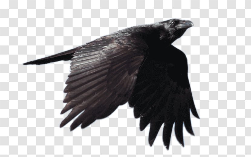Common Raven Bird Clip Art Image - Crows Transparent PNG