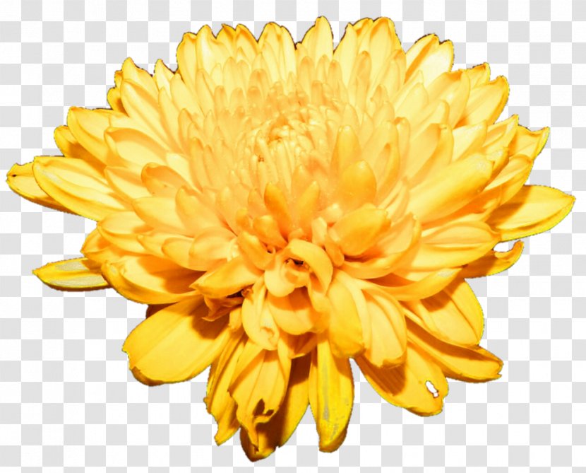 Chrysanthemum Flower Clip Art - Image File Formats - Free Download Transparent PNG