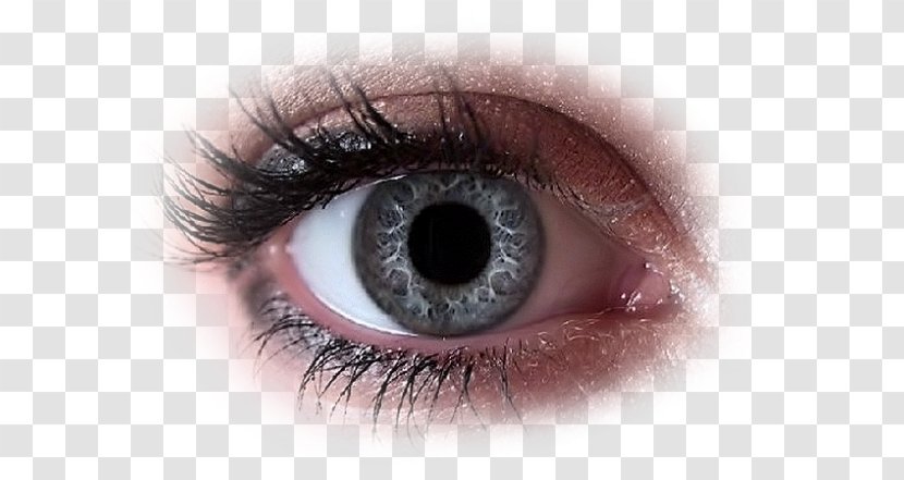 Iris Eyelash Extensions Contact Lenses Eye Shadow - Frame - Egg Incubation Transparent PNG