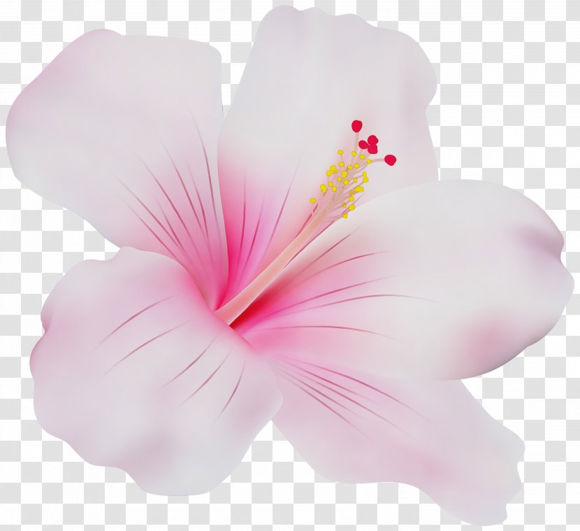 Hibiscus Pink Petal Hawaiian Flower - Paint - Mallow Family Plant Transparent PNG
