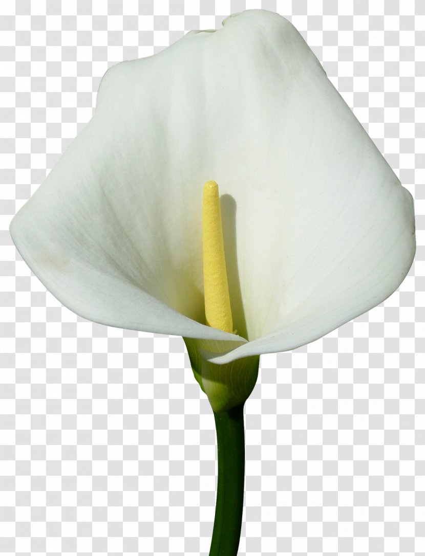 Arum-lily Flower Digital Image Clip Art - бамбук Transparent PNG