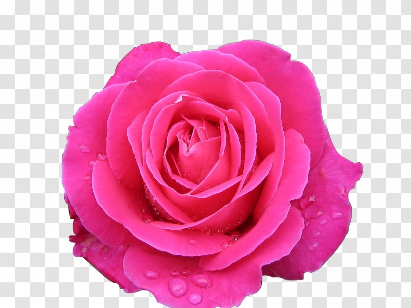 Garden Roses Centifolia Beach Rose Rosa Chinensis Multiflora - Magenta Transparent PNG